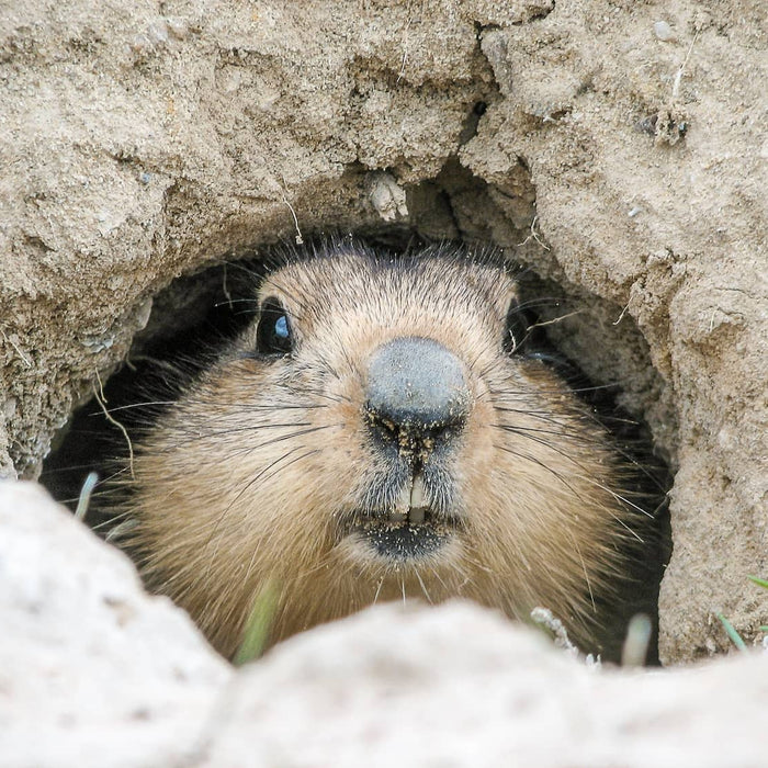 How to get rid of groundhogs under your shed