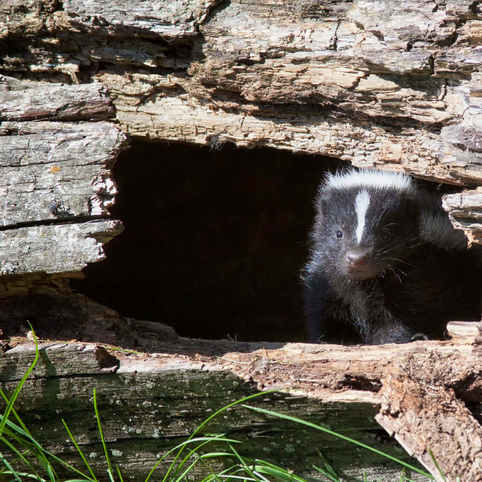 How to get rid of skunks from under the deck, shed, and porch?