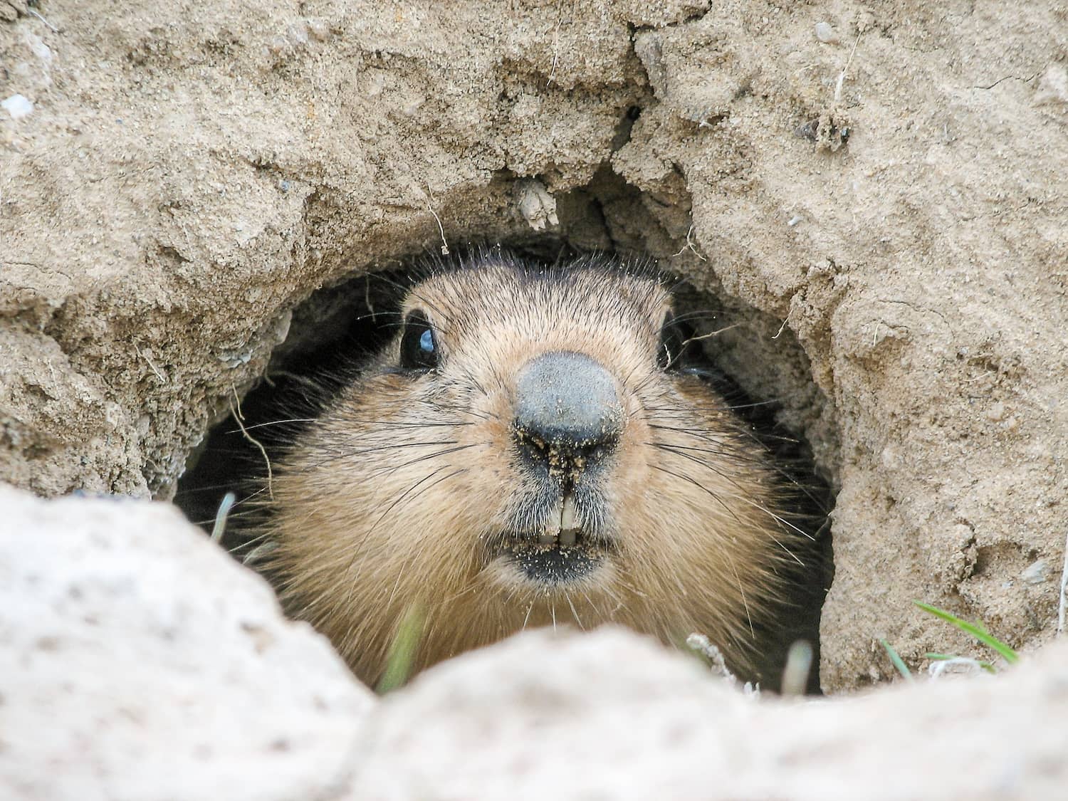 How to get rid of groundhogs under your shed