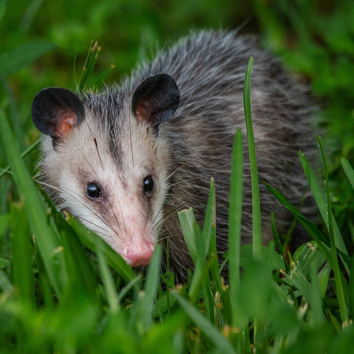 Are Opossums blind?