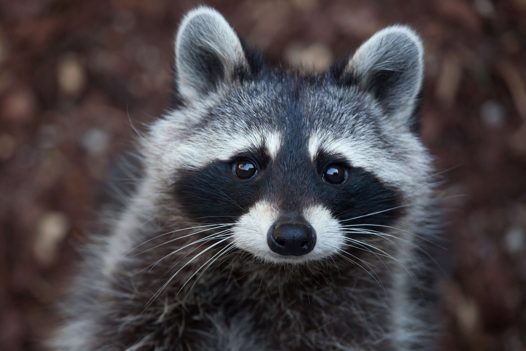 How to get rid of raccoons using Rhino Excluders One Way Door?