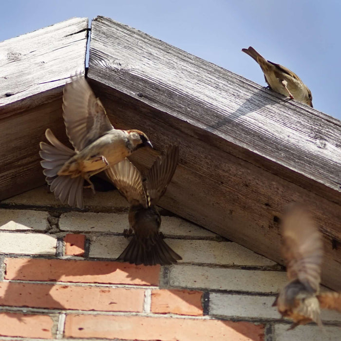 How to get rid of birds using Birdchute One Way Door