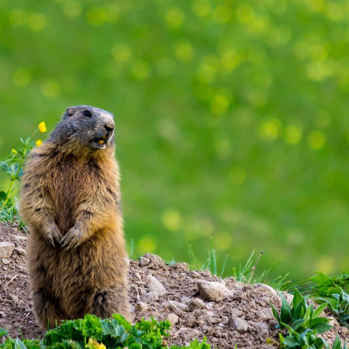 can a groundhog climb a tree?