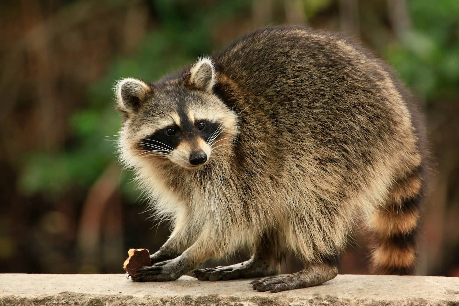 Are raccoons rodents