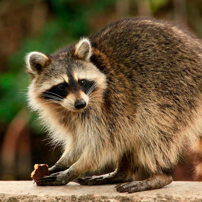 Are raccoons rodents