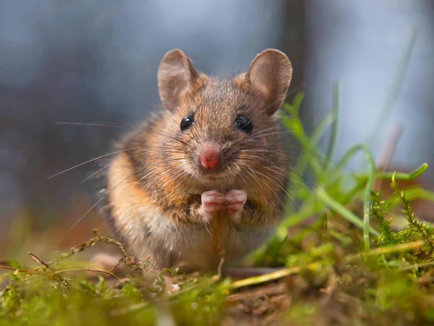 What do mice eat in the wild?