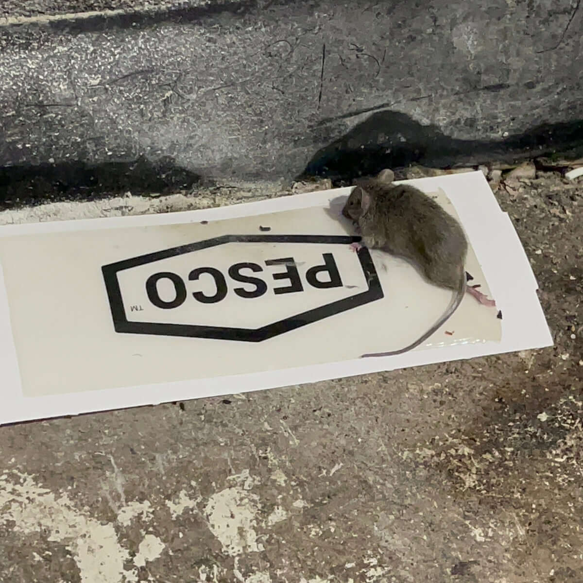 Image showing a rat that was trapped using the Pre-baited PESCO™ MOUSE AND INSECT GLUE TRAP