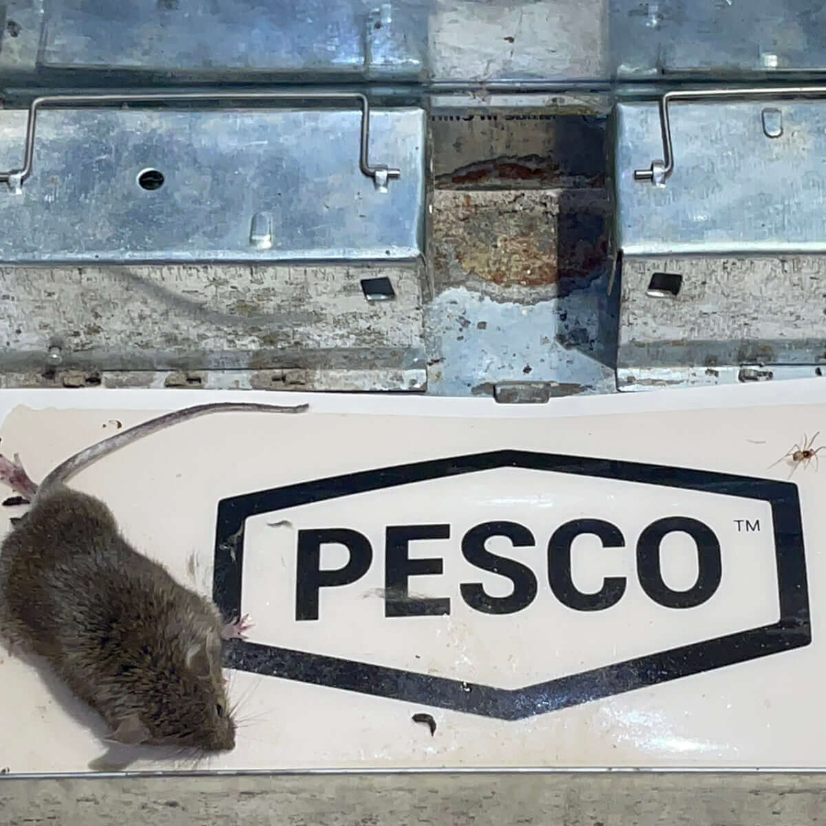 Image showing a rat that was trapped using the Unscented PESCO™ MOUSE & INSECT GLUE TRAP
