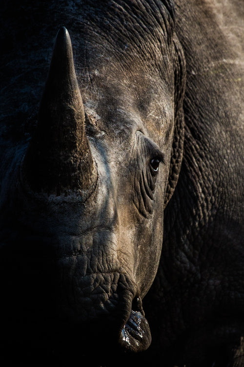 Rhino Excluders One Way Door Products